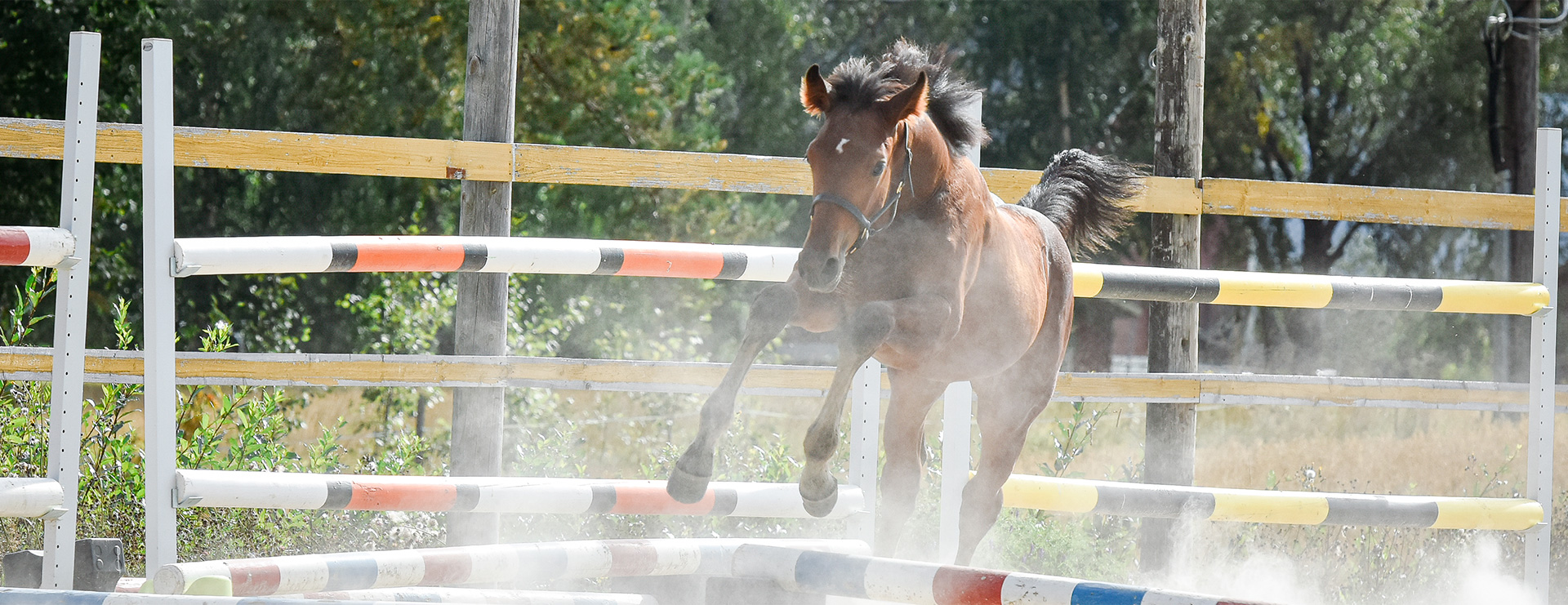 Kristall Horse Oy